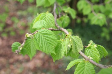 Bahar mevsiminde taze yeşil yapraklı fındık ağacı