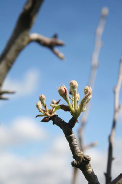 İlkbaharda mavi gökyüzüne karşı armut ağacında yeşil taze yapraklar ve çiçekler.