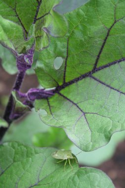 Sebze bahçesinde patlıcan yapraklı yeşil kalkan böceği. Nezara viridula böceği hasar gördü.