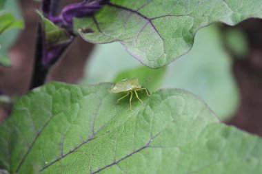 Sebze bahçesinde patlıcan yapraklı yeşil kalkan böceği. Nezara viridula böceği hasar gördü.