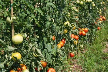 Domatesler yazın sebze bahçesinde bitki yetiştirirler.