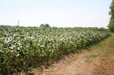Soya tarlası yazın kuraklıktan zarar gördü. Kırsal alan