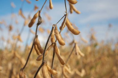 Tarlada altın olgun soya bitkileri. Sonbaharda tarım sahası