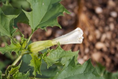 Beyaz çiçekli Jimson otu. Datura stramonyumu Şeytan Tuzağı, Diken Elması, Şeytan Borusu, Melek Tulip, Cehennem Çanları veya Datura olarak da bilinir..
