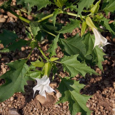 Beyaz çiçekli Jimson otu. Datura stramonyumu Şeytan Tuzağı, Diken Elması, Şeytan Borusu, Melek Tulip, Cehennem Çanları veya Datura olarak da bilinir..