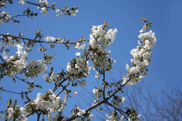 Belles Fleurs Cerisier Sur Arbre Contre Ciel Bleu Fond Printanier — Photo