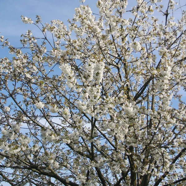 Belles Fleurs Cerisier Sur Arbre Contre Ciel Bleu Fond Printanier — Photo