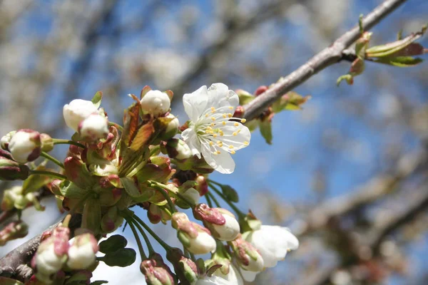 青い空に向かって木の上に美しい桜の花 選択的フォーカスを持つ春の背景 — ストック写真