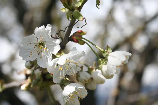 青い空に向かって木の上に美しい桜の花 選択的フォーカスを持つ春の背景 — ストック写真