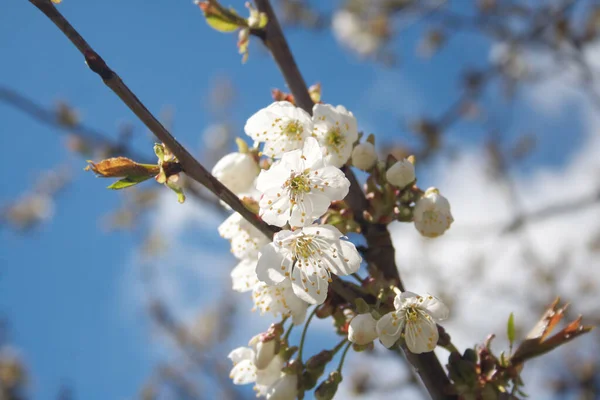 青い空に向かって木の上に美しい桜の花 選択的フォーカスを持つ春の背景 — ストック写真