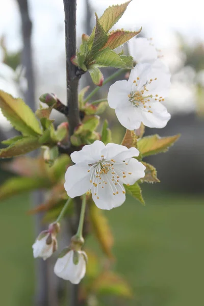 ツリー上の美しい桜の花 選択的フォーカスを持つ春の背景 — ストック写真