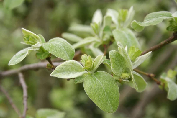 Quittenzweig Mit Blüte Und Frischen Grünen Blättern Frühling — Stockfoto