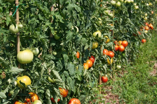 Tomatoes plant cultivation in the vegetable garden in summer