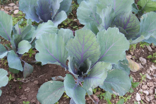 Choux Violets Cultivés Dans Potager Champ Agricole Choux — Photo