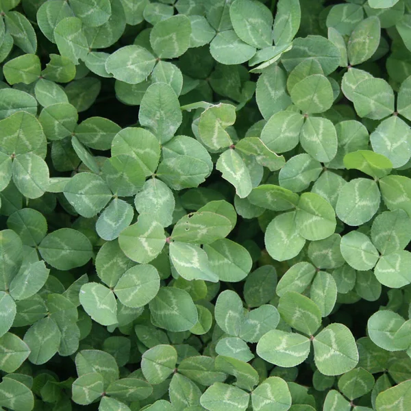 Trifolium Powtarza Zielone Liście Koniczyna Biała Znana Również Jako Koniczyna — Zdjęcie stockowe