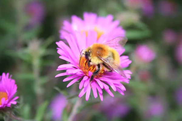 Hermosa Abeja Coleccionando Néctar Una Flor Pink Aster Frikarti Jardín — Foto de Stock