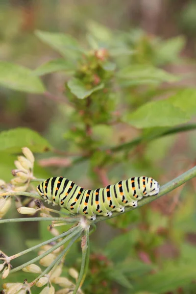 Svälj Larv Papilio Machaon Fjäril Äta Växt Solig Dag — Stockfoto