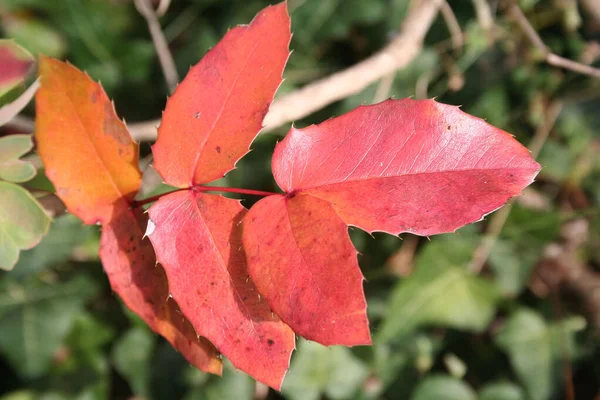 가을에 관목의 잎입니다 Mahonia Aquifolium 바베리 — 스톡 사진