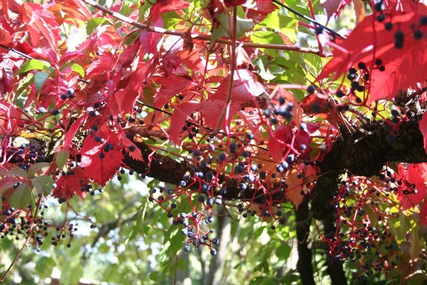 Planta Enredadera Virginia Autmn Viña Trepadora Roja Con Berenjenas Moradas — Foto de Stock