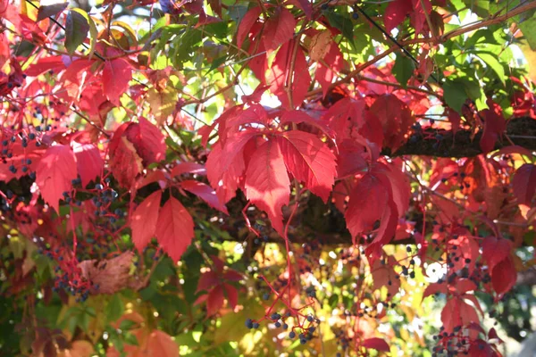 Virgínia Planta Rastejante Autmn Videira Escalada Vermelha Com Berries Parthenocissus — Fotografia de Stock