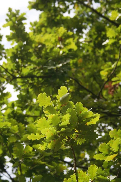 黒を背景に枝にオークの緑の葉 — ストック写真
