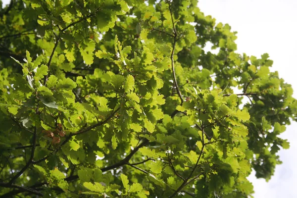黑背景下枝条上的橡树绿叶 — 图库照片