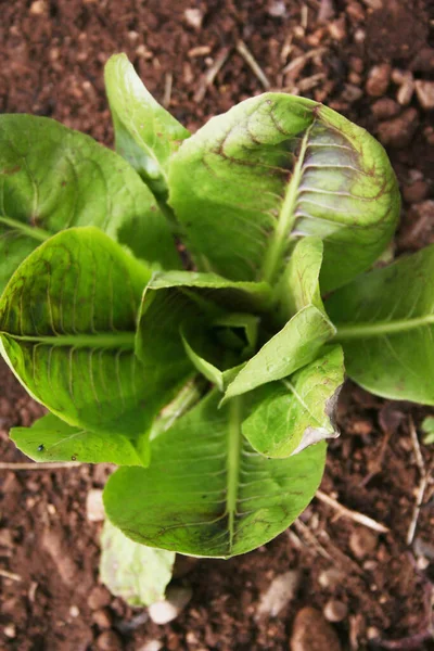 Radicchio Rouge Vert Plantes Dans Champ Radicchio Italien Automne — Photo