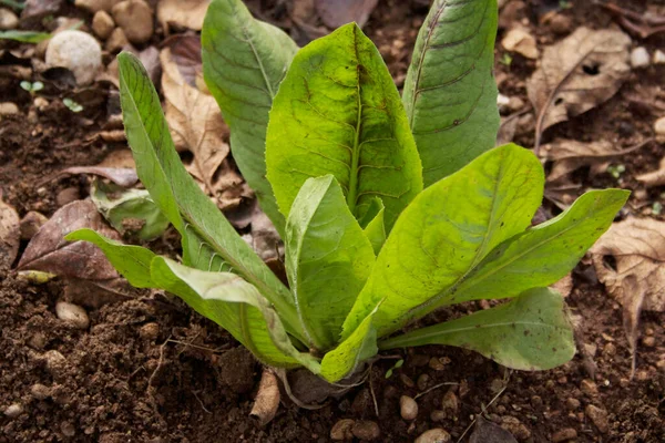 Plantas Radicchio Rojas Verdes Campo Cultivo Italiano Radicchio Otoño —  Fotos de Stock