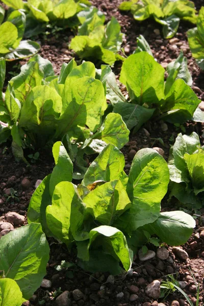 Radicchio Rouge Vert Plantes Dans Champ Radicchio Italien Automne — Photo