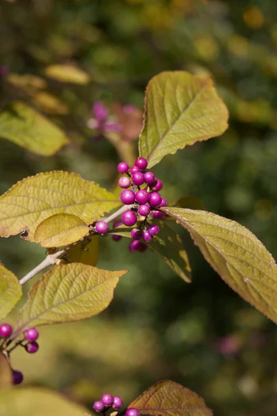 Callicarpa Bodinieri Busch Garten Bodinier Beautyberry Mit Reifen Violetten Beeren — Stockfoto