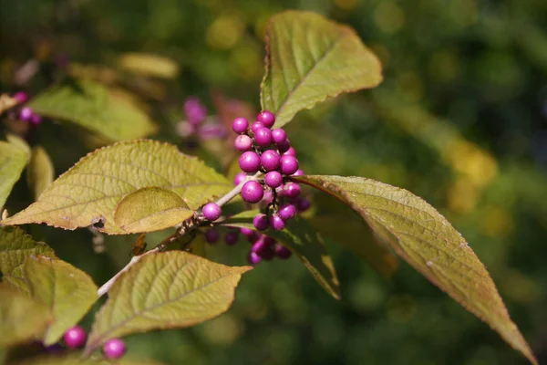 Callicarpa Bodinieri Busch Garten Bodinier Beautyberry Mit Reifen Violetten Beeren — Stockfoto