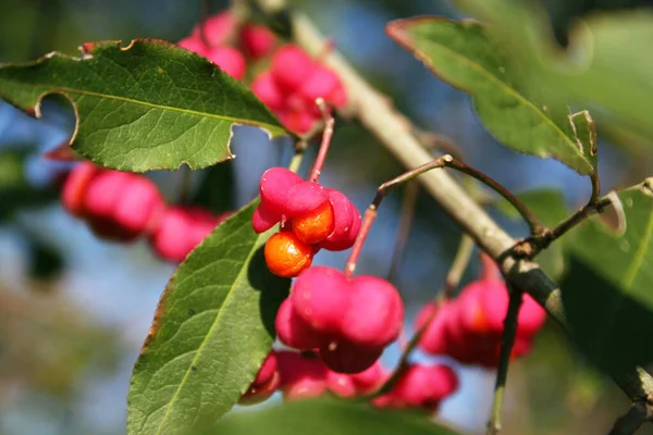 Euonymus Europaeus Baum Mit Rosa Und Orangen Beeren Bekannt Als — Stockfoto