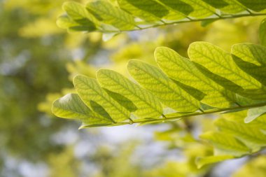 Acacia ağacının taze yeşil yaprakları. Robinia psödoacaia ağacı güneş ışığında