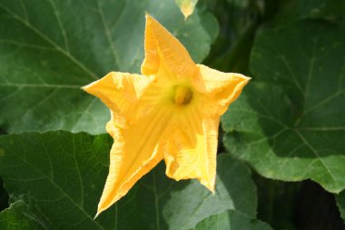 Sebze bahçesinde taze sarı kabak çiçeği. Kabak çiçeği açmış.