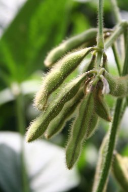 Yeşil fasulye kabukları güneş ışığında bitkinin üzerinde. Soya fasulyesi tarlası