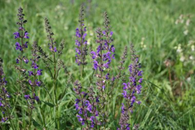 Salvia pratensis çiçek açmış. Çayırda mor çiçekli adaçayı bitkisi. 
