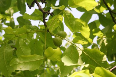 Olgunlaşmamış yeşil cevizler dalda. Yazın Juglans regia ağacı