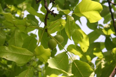 Olgunlaşmamış yeşil cevizler dalda. Yazın Juglans regia ağacı