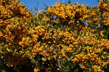 Pyracantha ya da Firethorn çiti Sonbaharda mavi gökyüzüne karşı güzel, olgun sarı böğürtlenlerle.