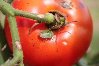 Kırmızı domateslerin üzerindeki yeşil kalkan böceği. Sebze bahçesindeki Nezara viridula böceği