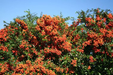 Pyracantha ya da Firethorn çiti Sonbaharda mavi gökyüzüne karşı güzel olgun kırmızı böğürtlenlerle