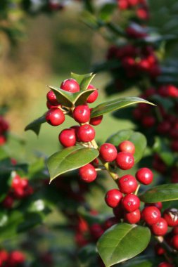Kışın güzel olgun kırmızı böğürtlenli Holly ağacı. Bahçedeki Ilex Cornuta çalısı
