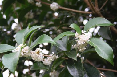 Dalda Osmanthus 'un beyaz çiçekleri. Bahçede açan tatlı zeytin