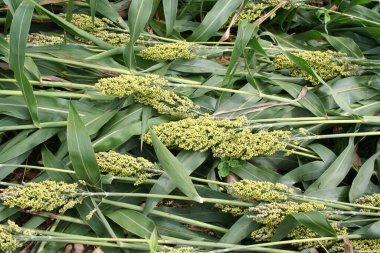 Sorghum ya da darı bitkileri. Sorghum bitkisi tarlada kesilmiş.