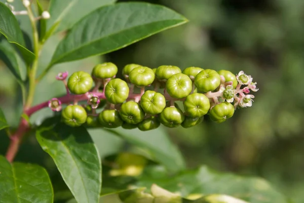 Roślina Pokeweed Niedojrzałych Owoców Phytolacca Americana Zielonymi Jagodami — Zdjęcie stockowe