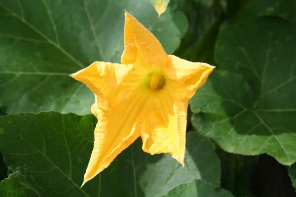 Świeży Żółty Kwiat Cukinii Ogrodzie Warzywnym Zakład Cukinii Rozkwicie — Zdjęcie stockowe