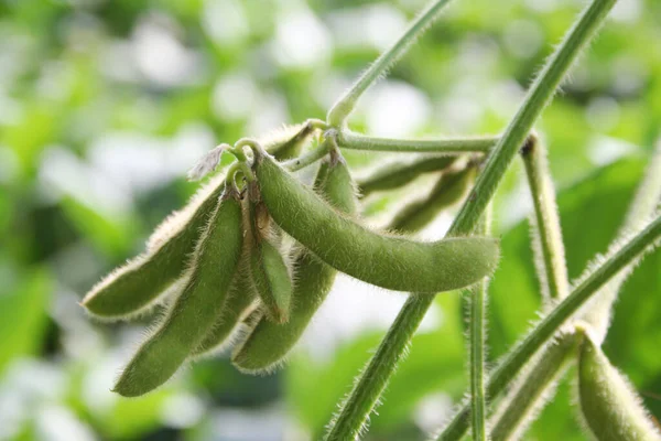 Cascas Soja Verde Planta Luz Sol Campo Agrícola Soja — Fotografia de Stock