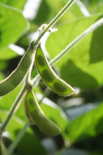 Cascas Soja Verde Planta Luz Sol Campo Agrícola Soja — Fotografia de Stock