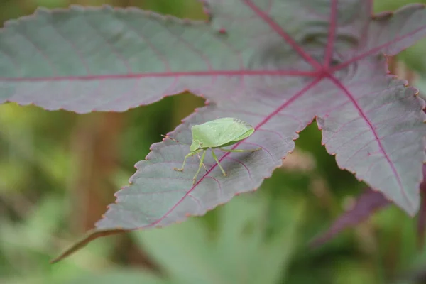 Bouclier Vert Sur Une Plante Huile Ricin Nezara Viridula Insecte — Photo