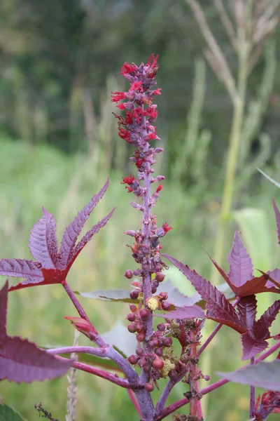 Ricinus Communis Zahradě Skočec Fazolový Ovocem Květinami — Stock fotografie